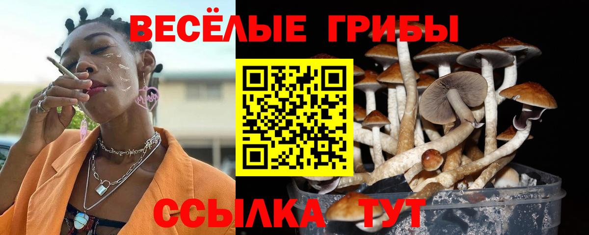 Псилоцибиновые грибы Psilocybe  как найти закладки  Кашира  Вход с VPN 